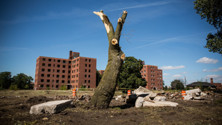Who Doesn't Want Trees? Lots of Detroit Residents, and They Have a Good Reason